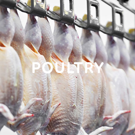 poultry